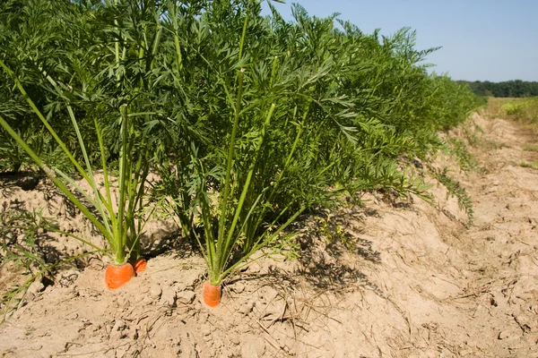 Свежая морковь на поле — стоковое фото