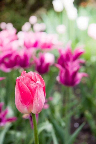 Red tulip in park — Stock Photo, Image