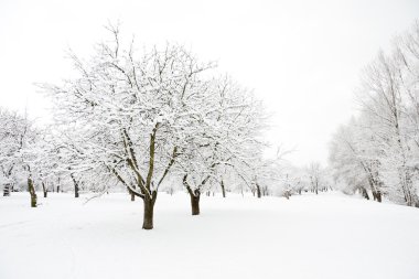 kış günü parkta ağaçların