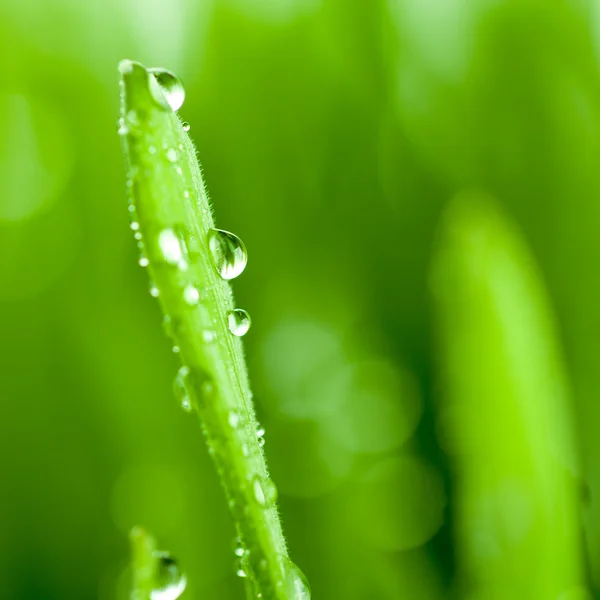 봄 녹색 잔디 흰색 절연 — 스톡 사진