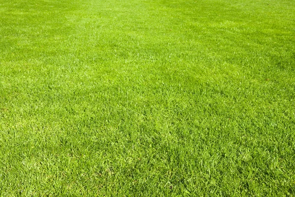 Campo de grama verde cortado em dia ensolarado útil como fundo — Fotografia de Stock