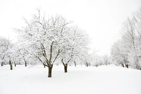 Drzewa w parku w zimowe wieczory — Zdjęcie stockowe
