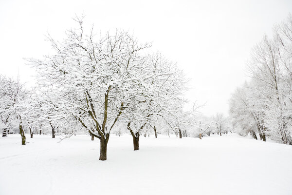 Trees in park covered by snow in winter day