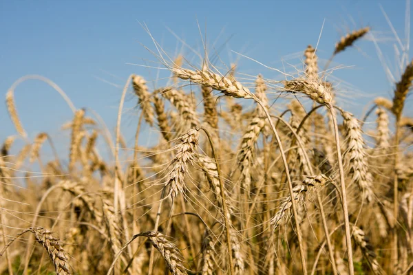 成熟的小麦耳朵字段上的特写 — 图库照片