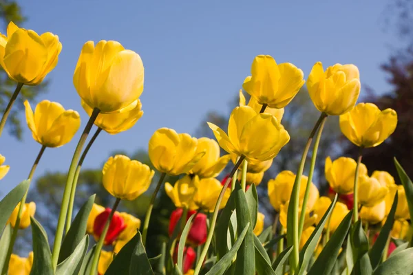 黄色和红色的郁金香花 — 图库照片