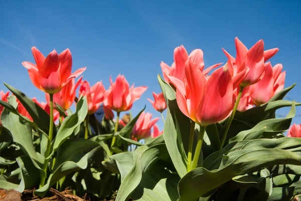 Fiori di tulipano rosso — Foto Stock
