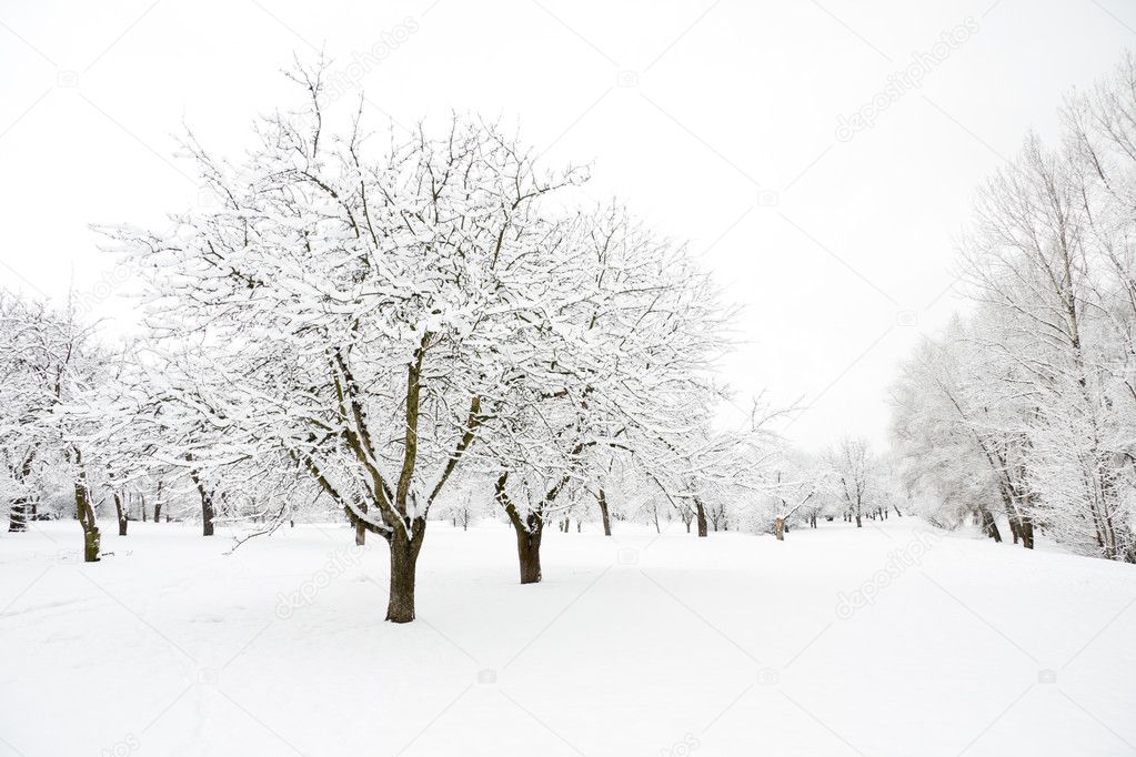 Trees in park in winter day