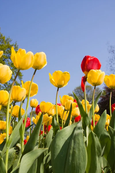 Flores de tulipa amarelas e vermelhas no parque — Fotografia de Stock