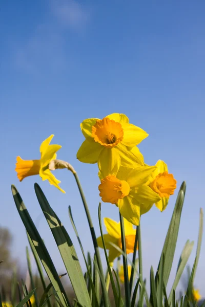 Flores de narciso en el prado —  Fotos de Stock