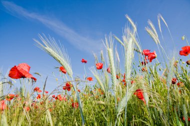 Wheat field and poppies in summer day clipart