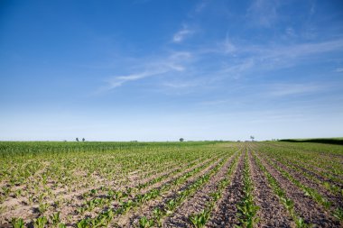 Cultivated beet field in summer day