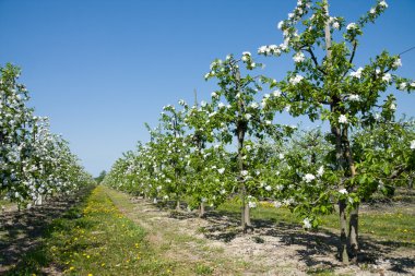 Blossoming apple orchard clipart