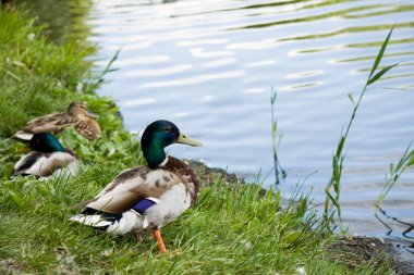 Duck male on lake shore clipart