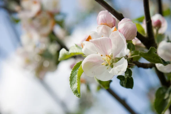 ดอกแอปเปิ้ลฤดูใบไม้ผลิ — ภาพถ่ายสต็อก