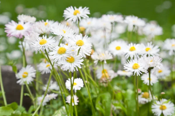 Ljusa daisy fältet under våren — Stockfoto