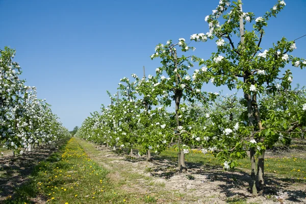 Квітучі Яблуневий сад — стокове фото