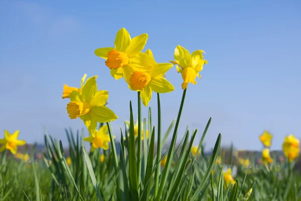 Daffodil Bloemen op weide — Stockfoto