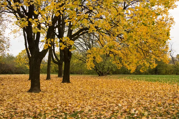 Yellow leaves in park — Stock Photo, Image