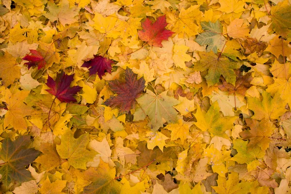 Gelb Blätter Hintergrund — Stockfoto