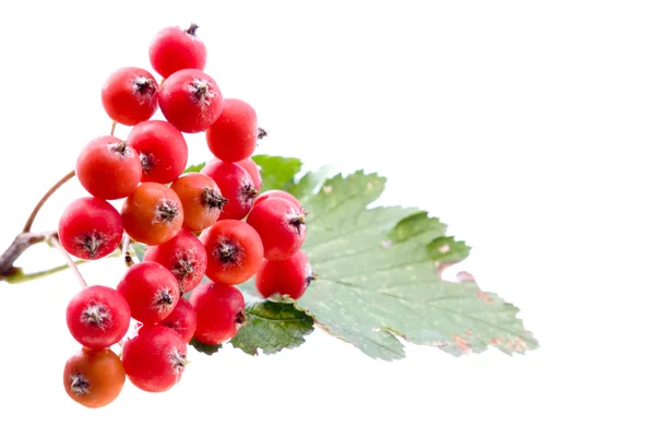 Rowan berries isolated on white — Stock Photo, Image