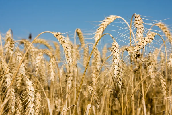 Primer plano de las espigas de trigo maduras en el campo — Foto de Stock