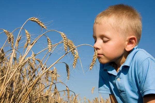 男孩嗅到的小麦的耳朵 — 图库照片