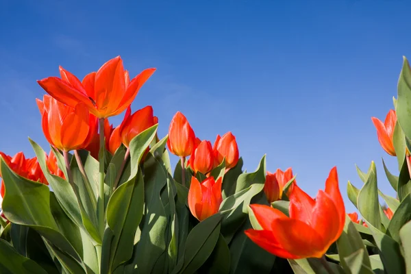 Red tulip flowers in park — Stock Photo, Image