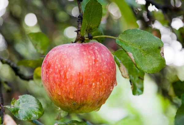 Red apple on tree — Stock Photo, Image