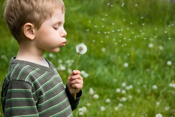 Small boy blowing dandelion Royalty Free Stock Photos
