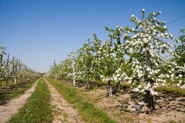 Blossoming apple orchard clipart