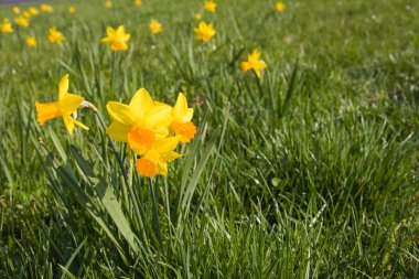 çayır nergis çiçekleri