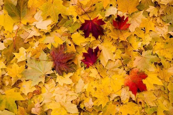 黄色の葉の背景 — ストック写真