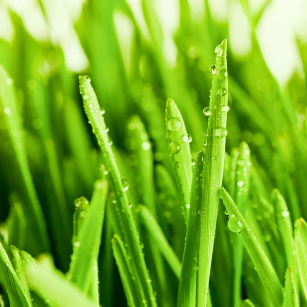 Свежая весенняя зеленая трава с каплями воды — стоковое фото