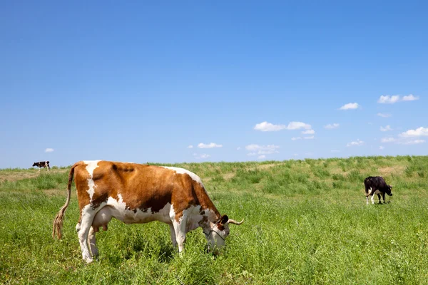 Vaca marrom comendo grama — Fotografia de Stock