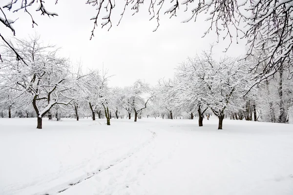 在冬季一天在公园中的树木 — 图库照片