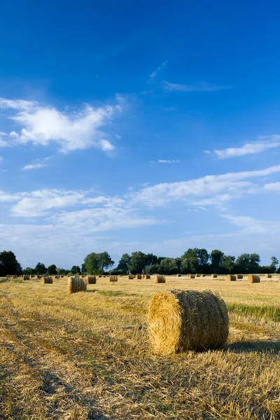 Золотые тюки сена на поле — стоковое фото