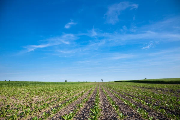 stock image Cultivated beet field and blue sky