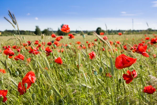 Wheat field and poppies in summer day — Stock Photo, Image