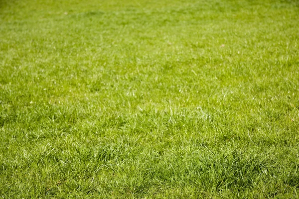 Groen gras op het veld — Stockfoto