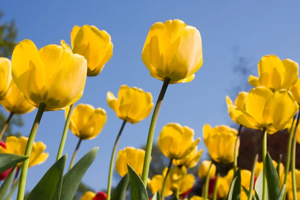 Gelbe und rote Tulpenblüten im Park — Stockfoto