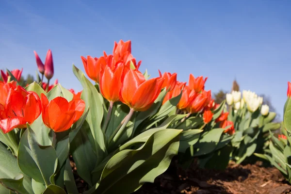 Red tulip flowers in park — Stock Photo, Image