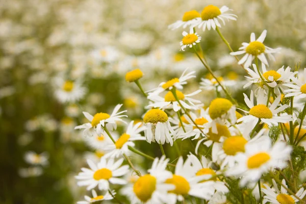 Chamomile flowers on field — Stock Photo, Image