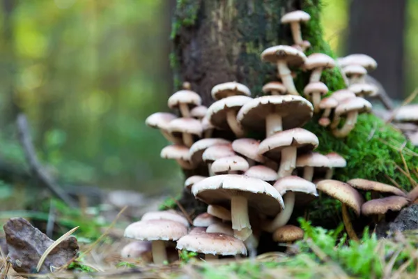 Grupo de cogumelos comestíveis Armillaria — Fotografia de Stock
