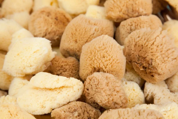 stock image Natural sponges