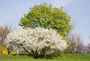 Park ağaç beyaz çiçeklerle kaplı ve bahar günü yeşil yaprakları