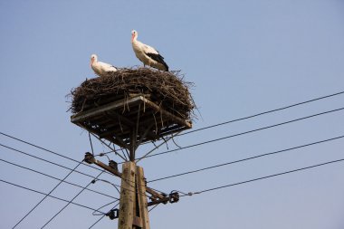 Storks on electricity pole clipart