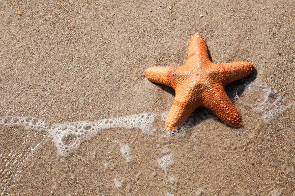 stock image Starfish and wave on beach