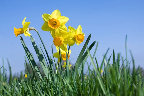 Flores de Daffodil em prado — Fotografia de Stock