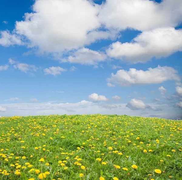 Green grass with yellow dandelion flowers against blue sky — Stok fotoğraf