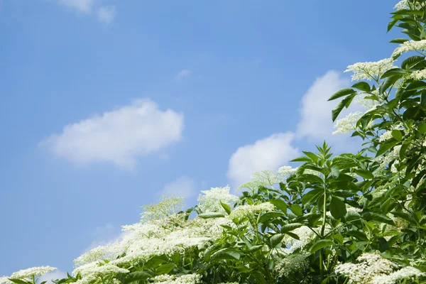 Vlierbessen bush tegen blauwe hemel — Stockfoto